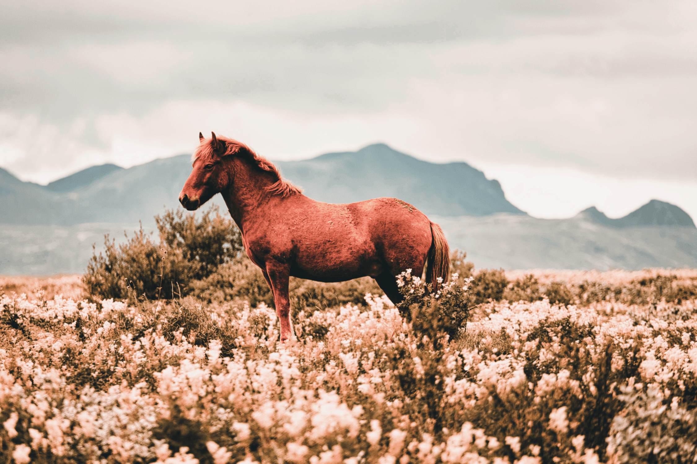 Les chevaux fantômes de Skagafjörður