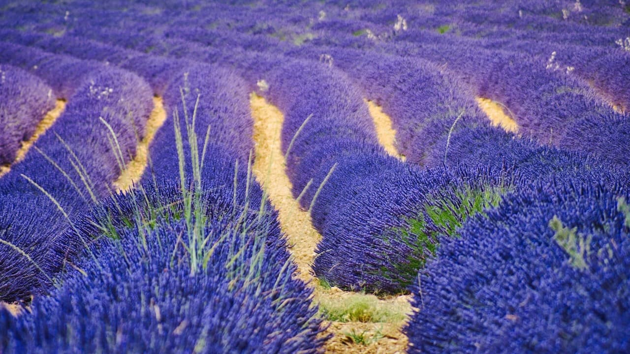 la lavande provençale